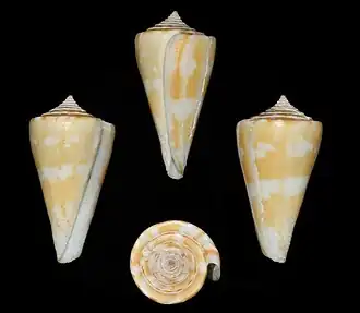 Description de l'image Conus xanthicus 001.jpg.