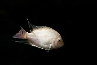 Forme "blanc albinos".