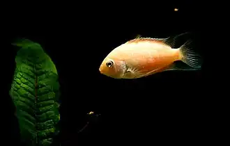Femelle forme "blanc albinos" rouge (avec ses jeunes).