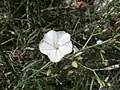 Fleur vue de face, montrant les étamines et le pistil, de Convolvulus ×despreauxii, photographiée à la Collection nationale de Convolvulacées à Châtenay-Malabry.