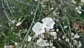 Inflorescence et fleurs de Convolvulus ×despreauxii, photographiées à la Collection nationale de Convolvulacées à Châtenay-Malabry.