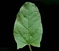 Feuille sagittée du liseron des champs