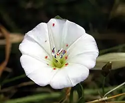 Fleur, avec des trombidions
