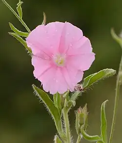 Corolle rose