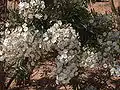 Les inflorescences sont très nombreuses.