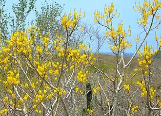 Description de l'image Conzattia multiflora.jpg.