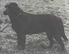 « Cookridge Tango », premier champion de couleur chocolat.