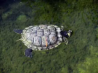 Description de l'image Cooter di fiume (Pseudemys concinna) M.jpg.