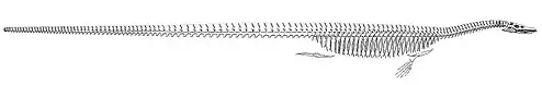 Dessin inexact du squelette d'un reptile marin préhistorique ayant une longue queue et un cou court.