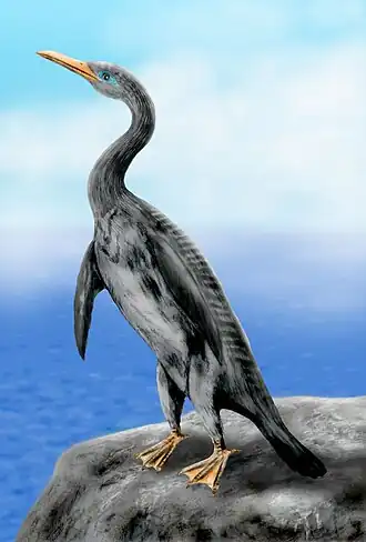 Reconstitution de Copepteryx hexeris (Plotopteridae)