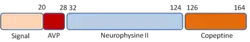 Image illustrative de l’article Copeptine