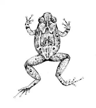 Description de l'image Cophixalus ateles 1897.jpg.