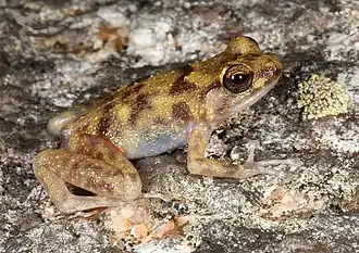 Description de l'image Cophixalus_petrophilus_male.jpg.
