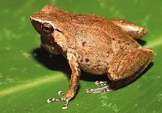 Description de l'image Cophixalus rajampatensis.jpg.