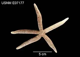 Copidaster lymani