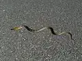 Coelognathus radiatus