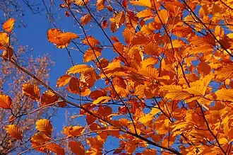 Feuilles de hêtre européen (Fagus sylvatica)