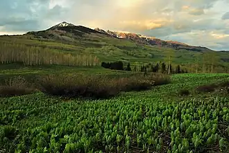 Image illustrative de l’article Forêt nationale de Gunnison