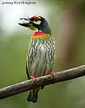 Barbu à plastron rouge