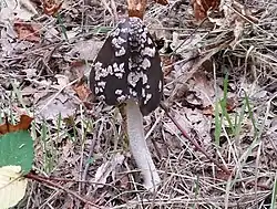 Coprin pie de la forêt d'Orient dans l'Aube, France.
