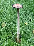 Coprinus comatusÉtat déliquescent avancé