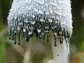 Déliquescence