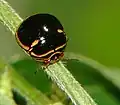 Coptosoma xanthogramma, à Hawaï