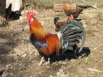 coq gaulois et poules
