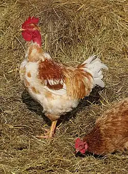 Coq Cou nu, Charente