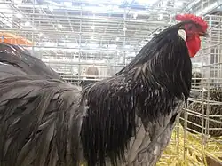 Coq bleu liseré.