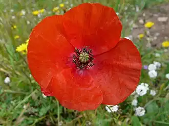 Fleur épanouie.