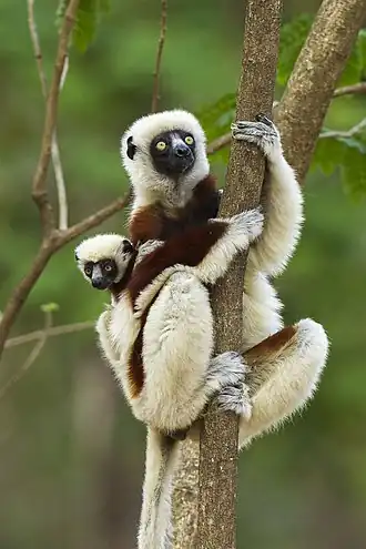 Description de l'image Coquerel's Sifaca - Ankarafantsika - Madagascar S4E9151 (15276873291).jpg.