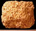 Coquina de Floride