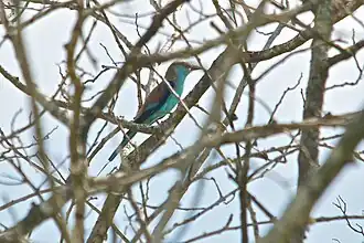 Coracias spatulatus