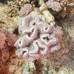 Sarcophyton glaucum au large de Charm el-Cheikh, Égypte. Mars 2022.