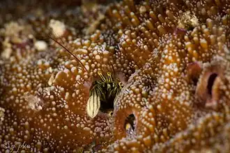 Paguritta gracilipes