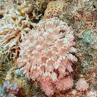 Xenia umbellata