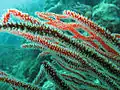 Corail (mou ou dur) alcyonacea