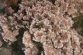 Corallina elongata