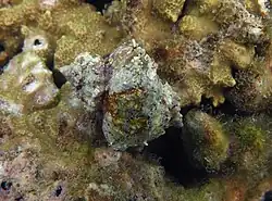Coralliophila erosa