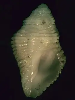 Coralliophila mira