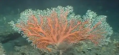 Corallium elatius
