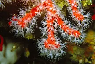 Corallium rubrum
