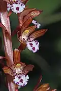 Corallorhiza maculata
