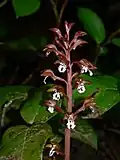 Corallorhiza maculata