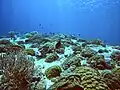 Diversité de coraux sur Bounty Wreck