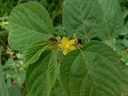 Fleur, 5 sépales vert pâle, 5 pétales jaunes