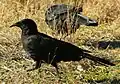Corbicrave leucoptère (Corcorax melanorhamphos)