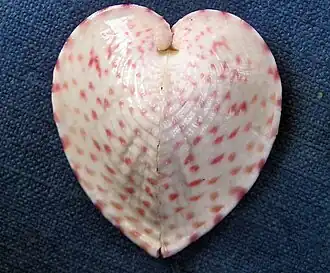 Corculum cardissa