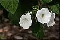 Feuilles et fleurs